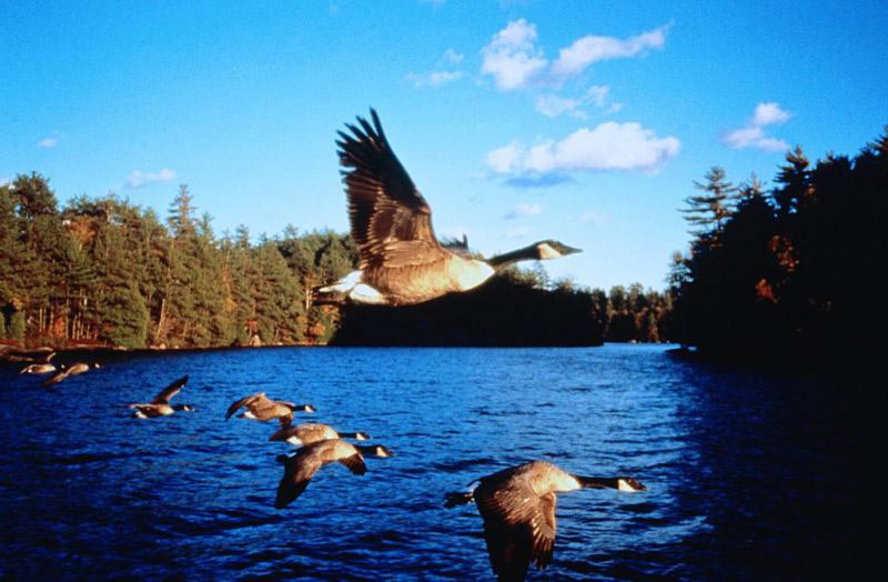 《迁徙的鸟》--最唯美的空中旅行