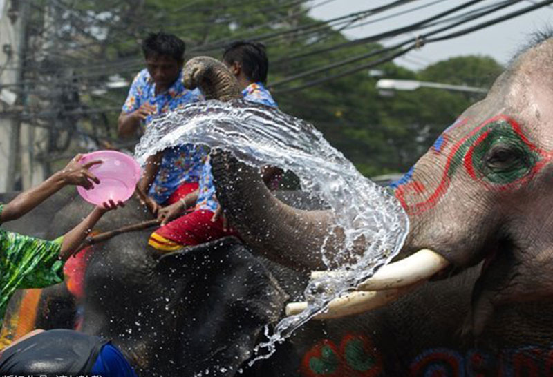 人象大战 泰国迎来泼水节狂欢