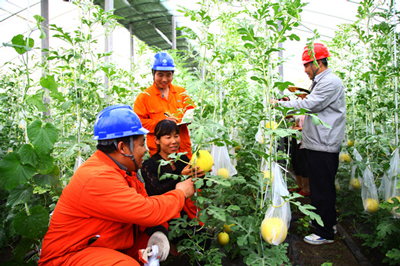 国网枣庄供电公司:贴心服务水果种植户