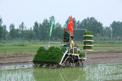 济阳街道:开展水稻机械化插秧作业