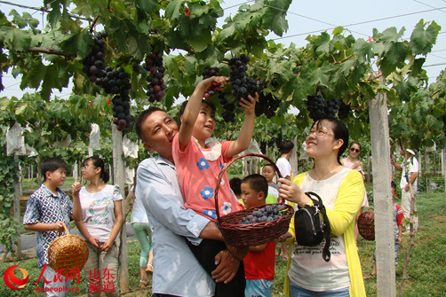 莒县葡萄观光采摘节凸显科技亮点 持续两个月