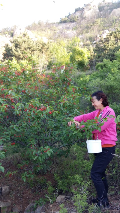 2015第二十届青岛崂山北宅樱桃节开幕