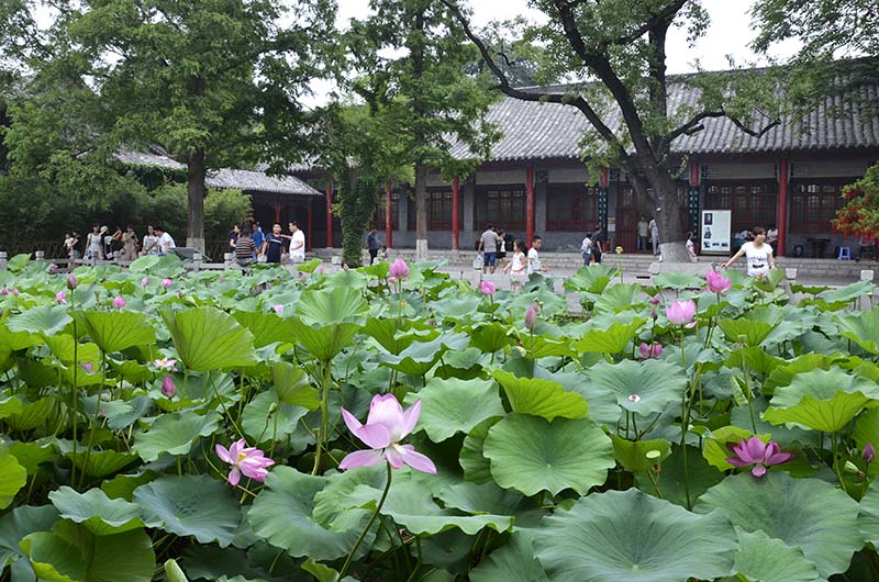 的济南市第29届荷花艺术节在美丽的天下第一泉风景区大明湖景区开展