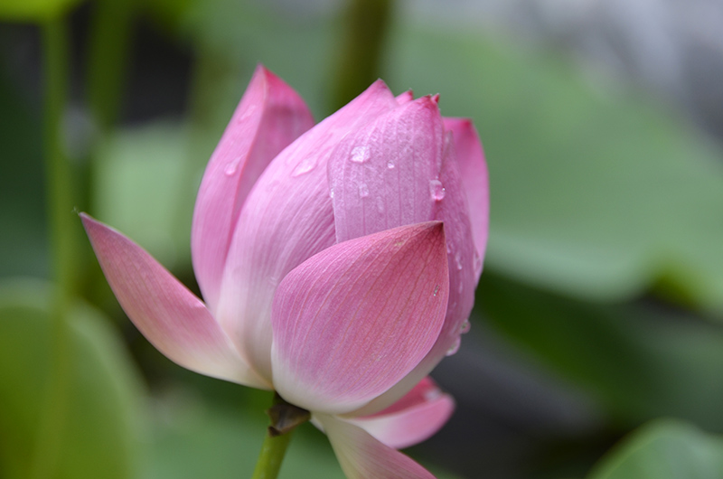 含苞待放的荷花,顶著晶莹剔透的露珠,如夏日里羞涩的少女.