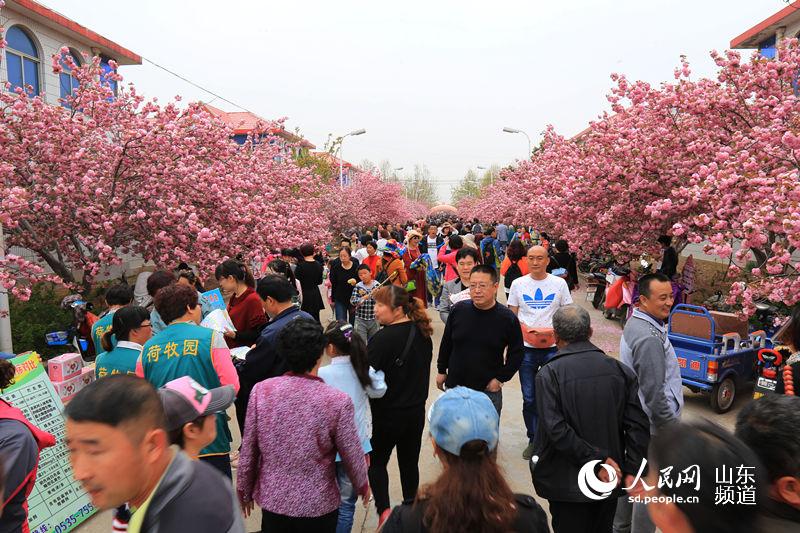 濯村樱花节开幕在即旅行社组团踩点