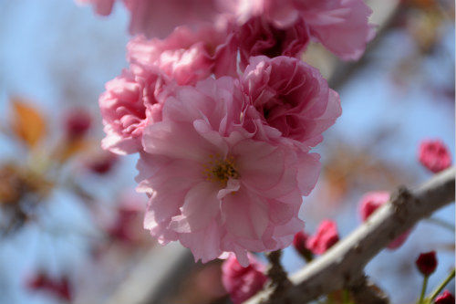 莱阳濯村樱花盛开