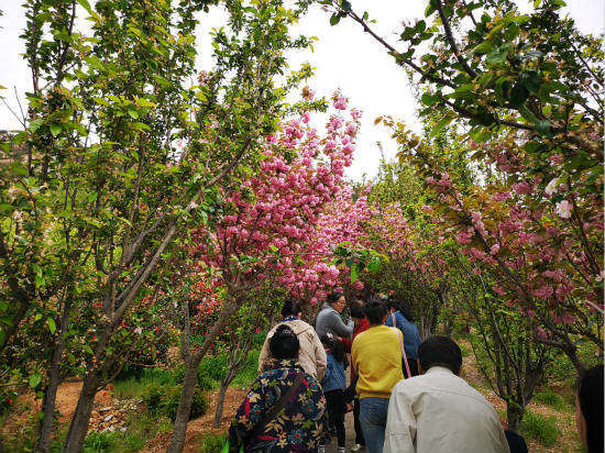 第二屆青島花卉博覽會開幕最美打卡地等你來游玩