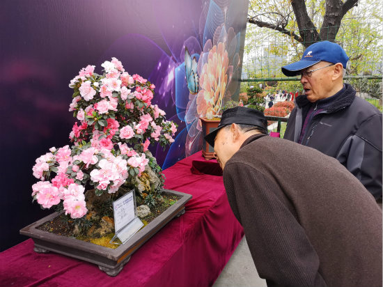 第二屆青島花卉博覽會開幕最美打卡地等你來游玩