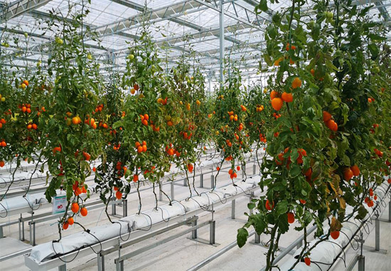 在產業園示范區內，一排排的小番茄份外妖然。（攝影：李希平）