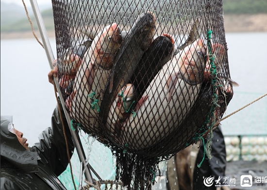 2020年5月14日，山東日照，五蓮縣戶部鄉宰相湖的漁民正在起魚。