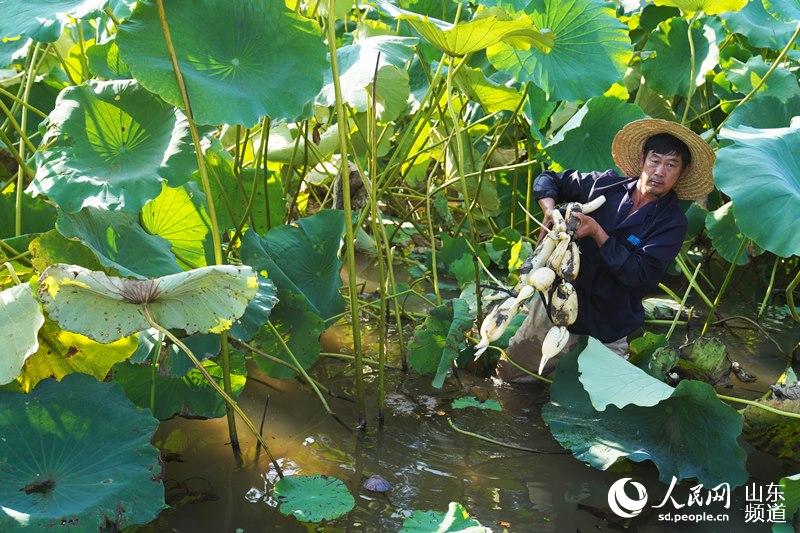 9月18日，山東省鄒平市台子鎮黃河特色農產品生態園，農民收獲水果藕。（攝影 董乃德）