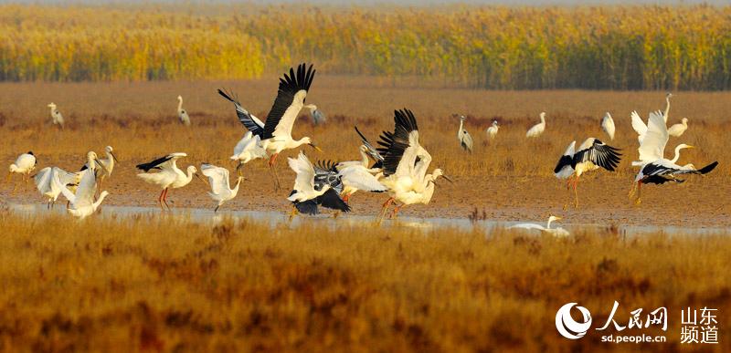 如今，保護區成為東方白鸛、黑嘴鷗等珍稀鳥類的理想繁殖地，是全國最大的東方白鸛繁殖地。（東營市委網信辦供圖）