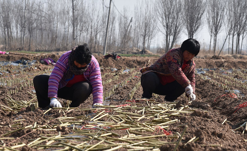 蔡王村村民在流轉的1000余畝土地上開展杞柳種植插苗。（攝影 曹曼曼）