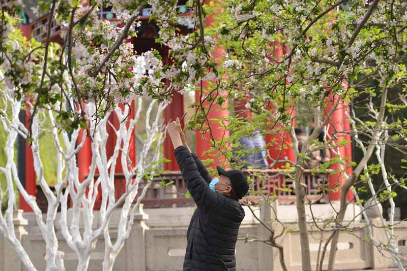 濟南大明湖畔海棠花開，游人駐足拍照留影。劉祺攝
