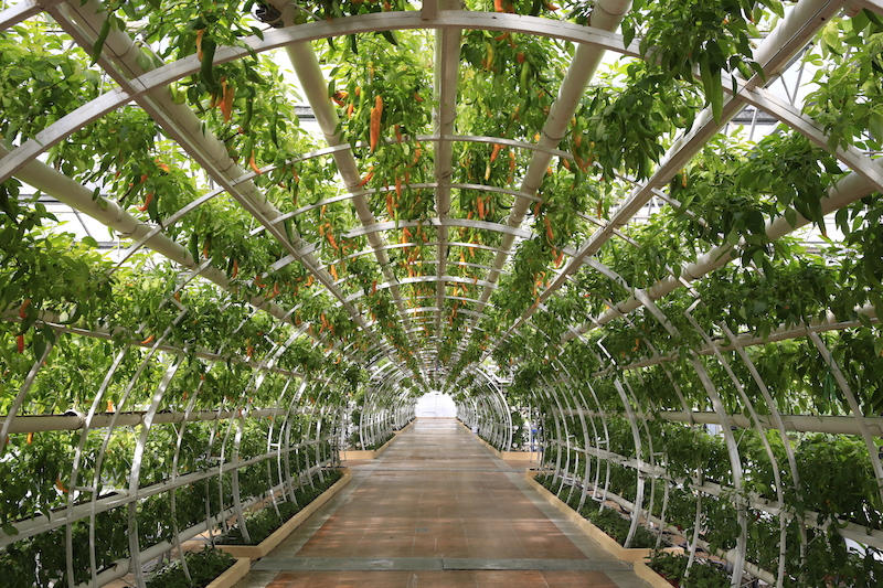 一万多棵辣椒打造的“绿色隧道”景观，成为历届网红打卡地