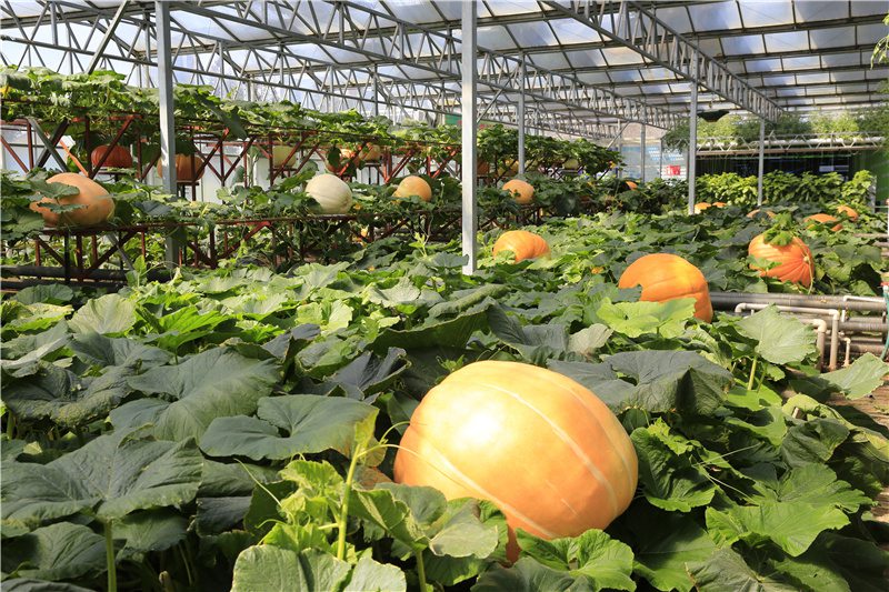西紅柿樹、空中紅薯、巨人南瓜等展示了蔬菜單株高產的神奇。