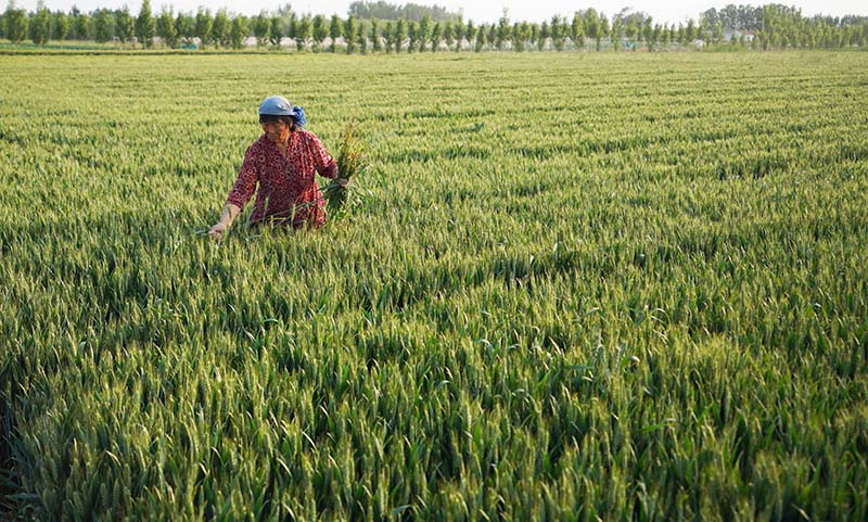 ɽ��ʡ��ƽ�оŻ���żҴ��ũ����ũ����������ӡ�