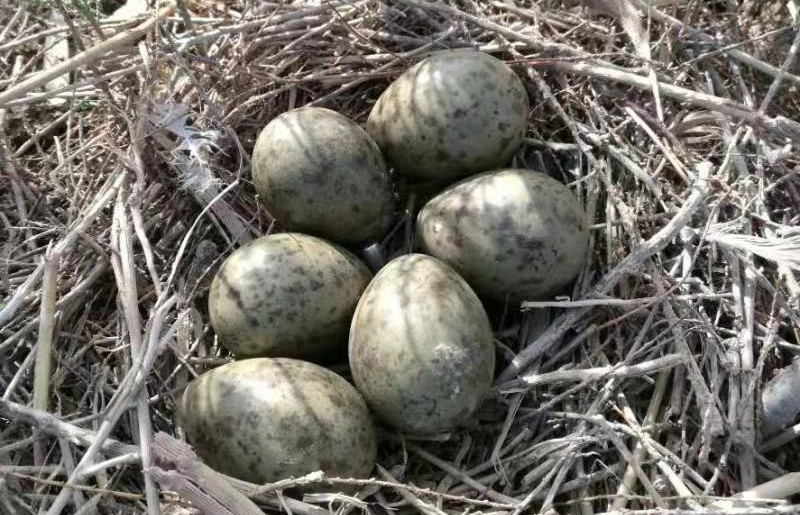 黑嘴鷗正成群營巢，迎來繁殖期。 山東黃河三角洲國家級自然保護區管委會供圖