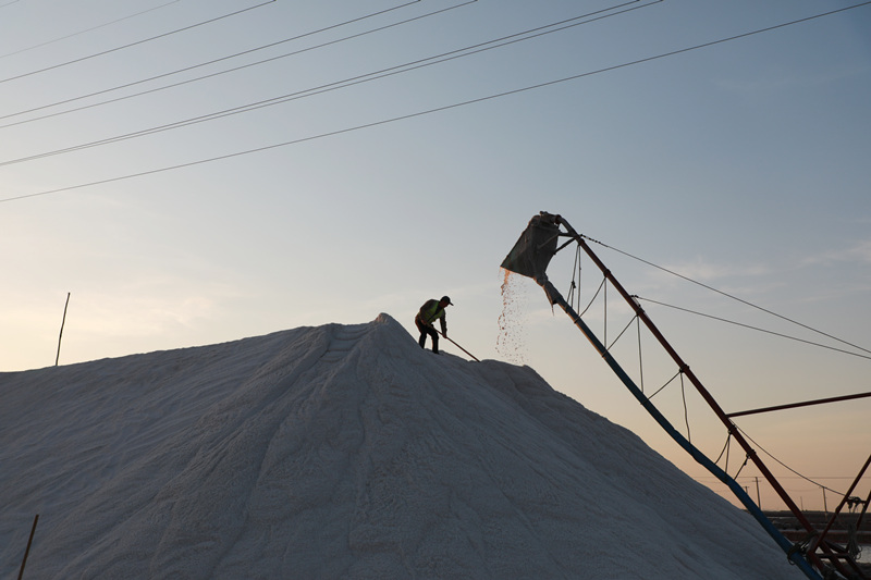 在山東省濱州市沾化區濱海鎮金盛海洋鹽場，工人正在整理鹽垛。 賈海寧攝