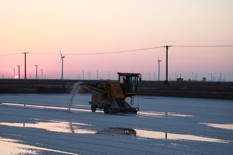在山東省濱州市沾化區濱海鎮金盛海洋鹽場，正在收獲春鹽。 賈海寧攝