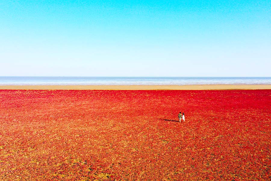 9月11日，東營市濱海濕地灘涂上，有著“灘涂植被急先鋒”之稱的翅鹼蓬給廣袤的濕地灘涂遍鋪一層“紅地毯”。楊斌攝