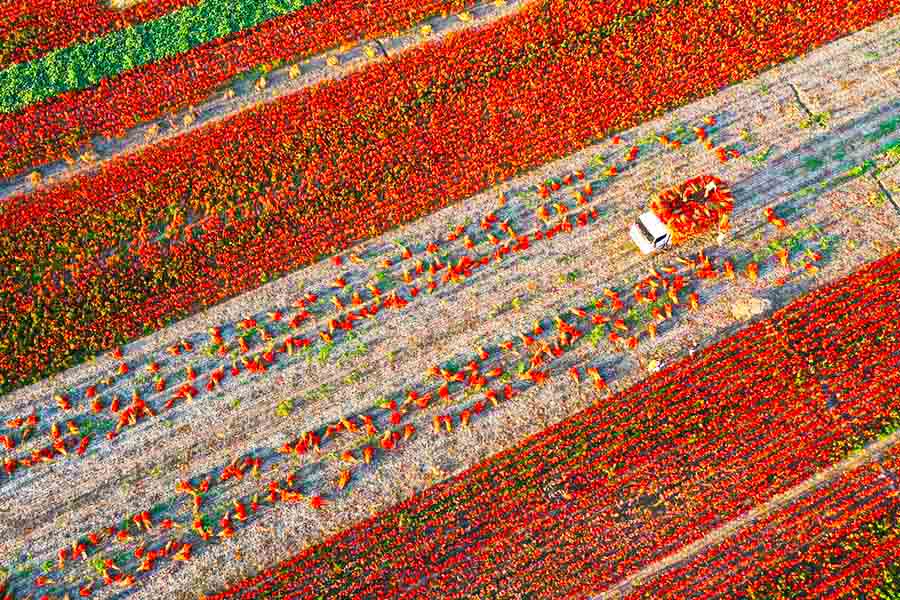近日，金鄉縣40萬畝辣椒喜獲豐收。方建兵攝