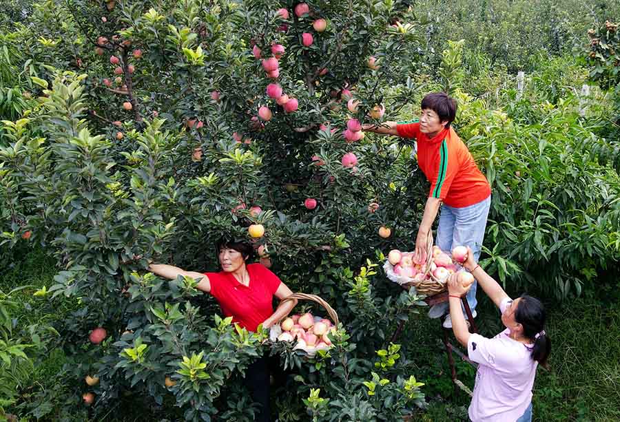 果農們忙著採摘成熟的蘋果。劉剛攝