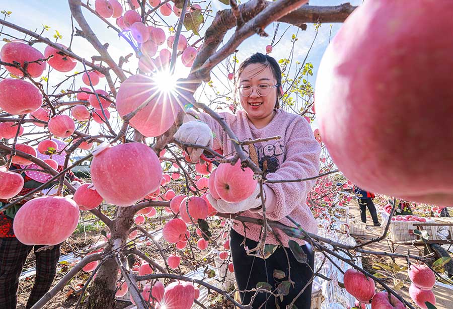 2021年10月20日，在山東榮成夏庄鎮各大蘋果園裡，果農們在抓緊時間收獲蘋果。李信君攝
