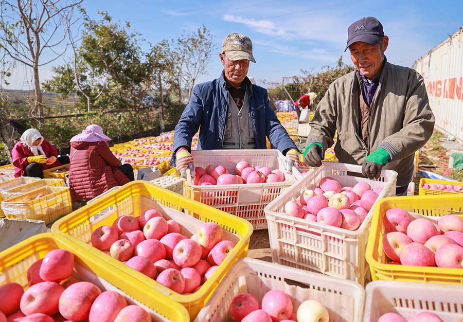 2021年10月20日，在山東榮成夏庄鎮各大蘋果園裡，果農們在抓緊時間收獲蘋果，分揀、裝運發往各地市場。李信君攝