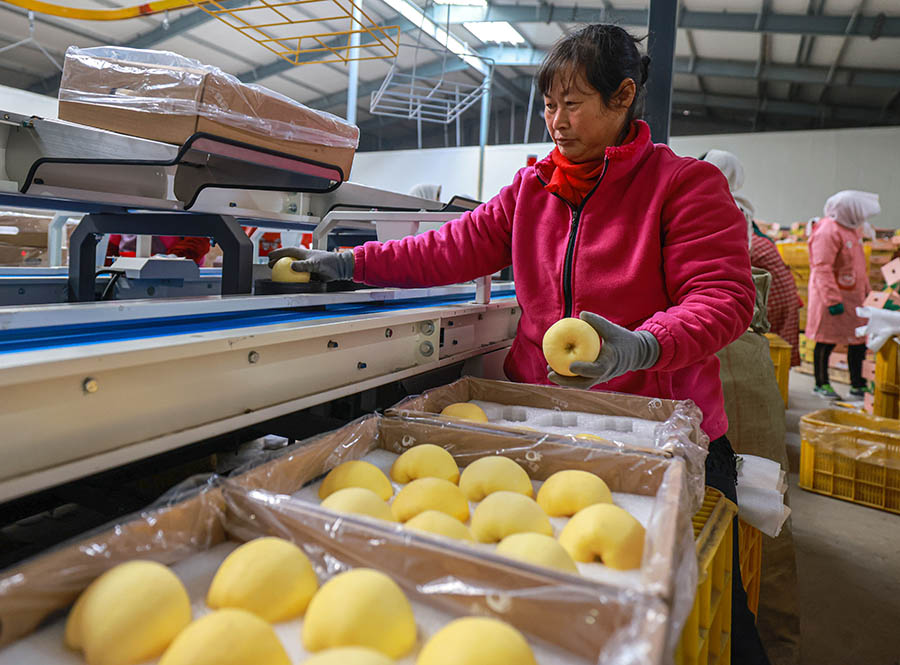 近日，在山東省榮成市俚島鎮一處蘋果氣調保鮮倉庫內，果農們在蘋果全自動分選生產線上對蘋果進行分揀。李信君攝