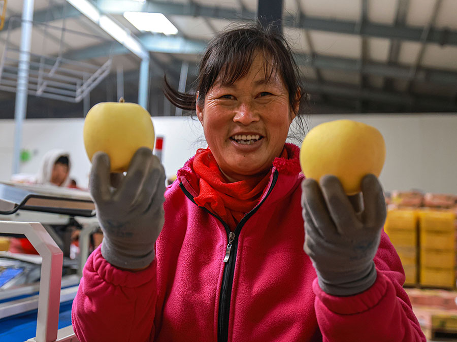 近日，在山東省榮成市俚島鎮一處蘋果氣調保鮮倉庫內，果農在展示“維納斯黃金”蘋果。李信君攝