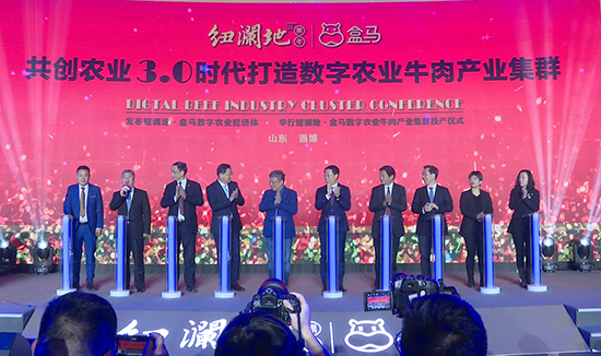 纽澜地•阿里巴巴盒马鲜生数字农业牛肉产业集群投产仪式现场。刘祺摄