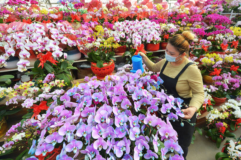 2022年1月16日，在山东省青岛市崂山区枯桃花卉市场，一名花卉经营者在为“马卡龙”鲜花浇水保湿。 王海滨摄