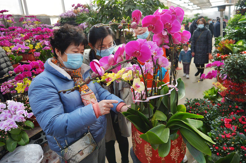 2022年1月16日，在山東省青島市嶗山區枯桃花卉市場，市民選購蝴蝶蘭迎接新春佳節。 王海濱攝