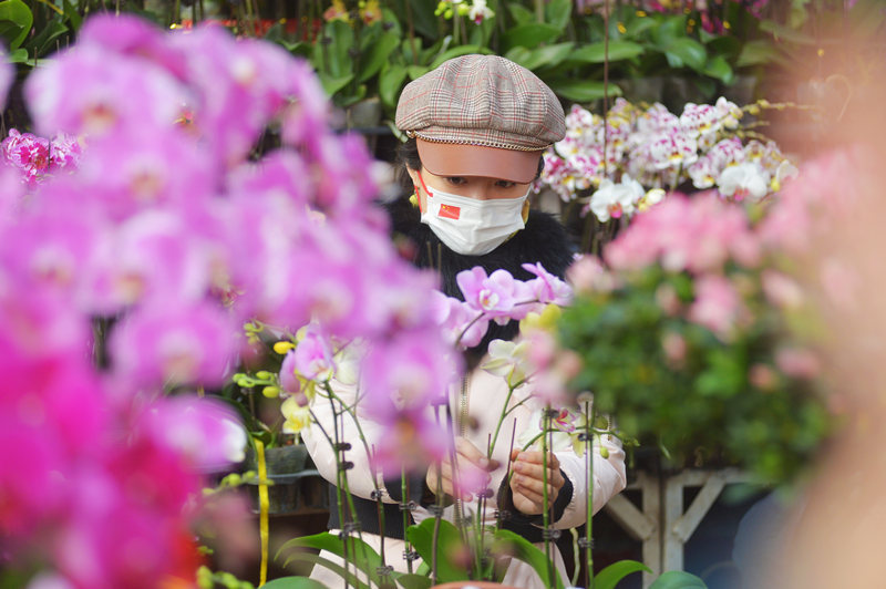 2022年1月16日，在山東省青島市嶗山區枯桃花卉市場，市民逛花市選購“年宵花”。 王海濱攝