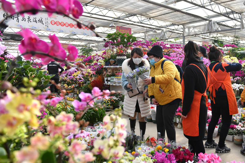 2022年1月16日，在山東省青島市嶗山區枯桃花卉市場，市民逛花市選購“年宵花”。 王海濱攝