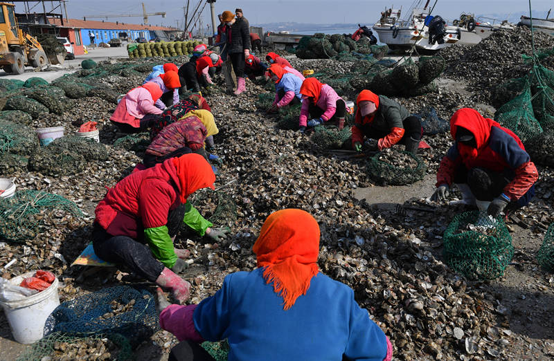 2022年2月8日，在山东省青岛市城阳区河套街道渔港码头，渔民正在精选胶州湾牡蛎。 王海滨摄