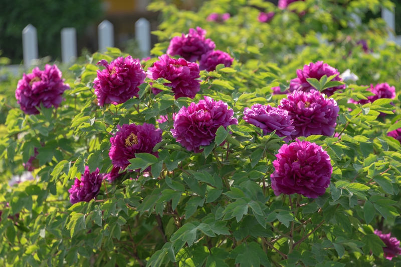菏澤傳統品種紫二喬，在洛陽，這種花兒叫洛陽紅。 冉令杰攝
