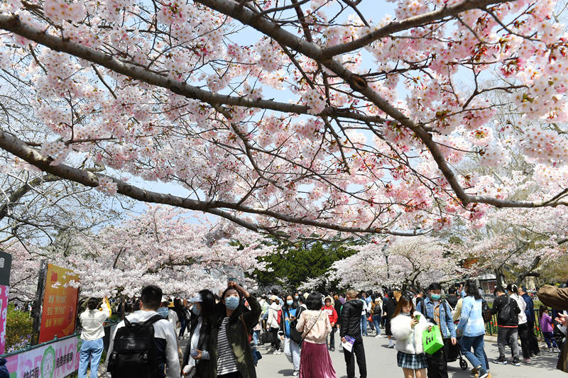2022年4月10日，在山東省青島市中山公園櫻花大道，踏青賞花游人如織。 王海濱攝
