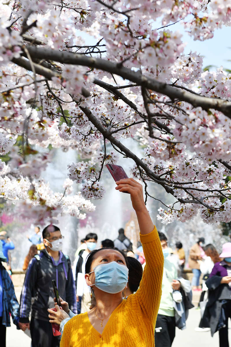 在山東省青島市中山公園櫻花大道，一名游客在拍攝盛開的櫻花。 王海濱攝