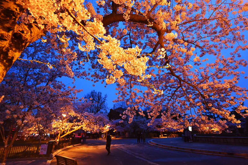 青島櫻花進入盛花期，在暮色中呈現出醉人的景色。 王海濱攝