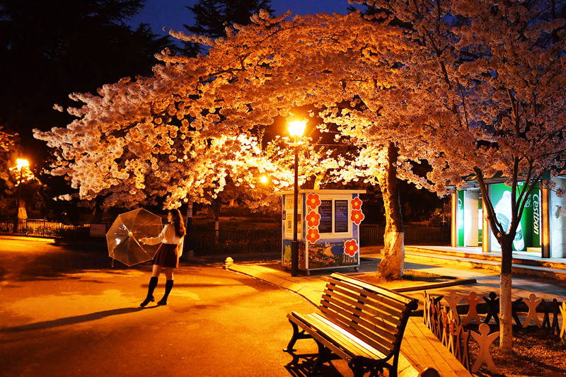 游客趁著暮色游園賞櫻拍照。 王海濱攝