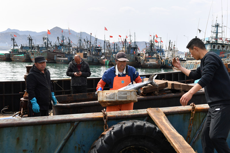漁民從船上運送鱍魚上岸。 王海濱攝