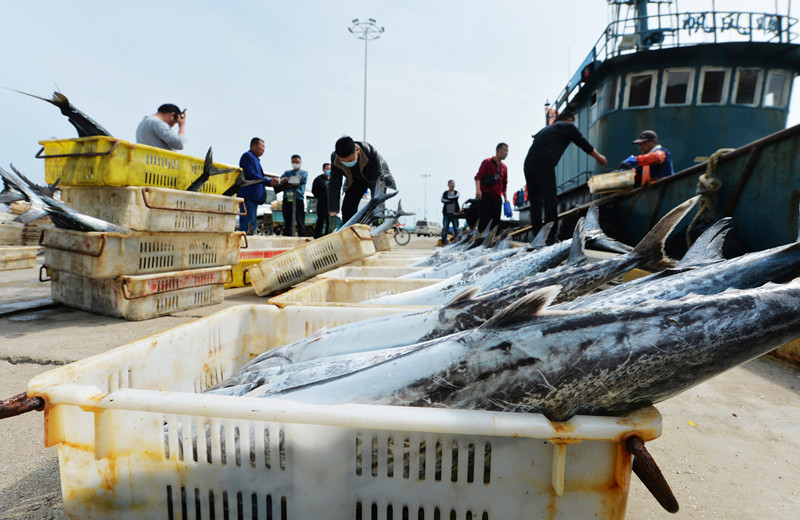 2022年4月14日，在山東省青島市嶗山區中心漁港，漁民搬運鱍魚分揀過磅。 王海濱攝