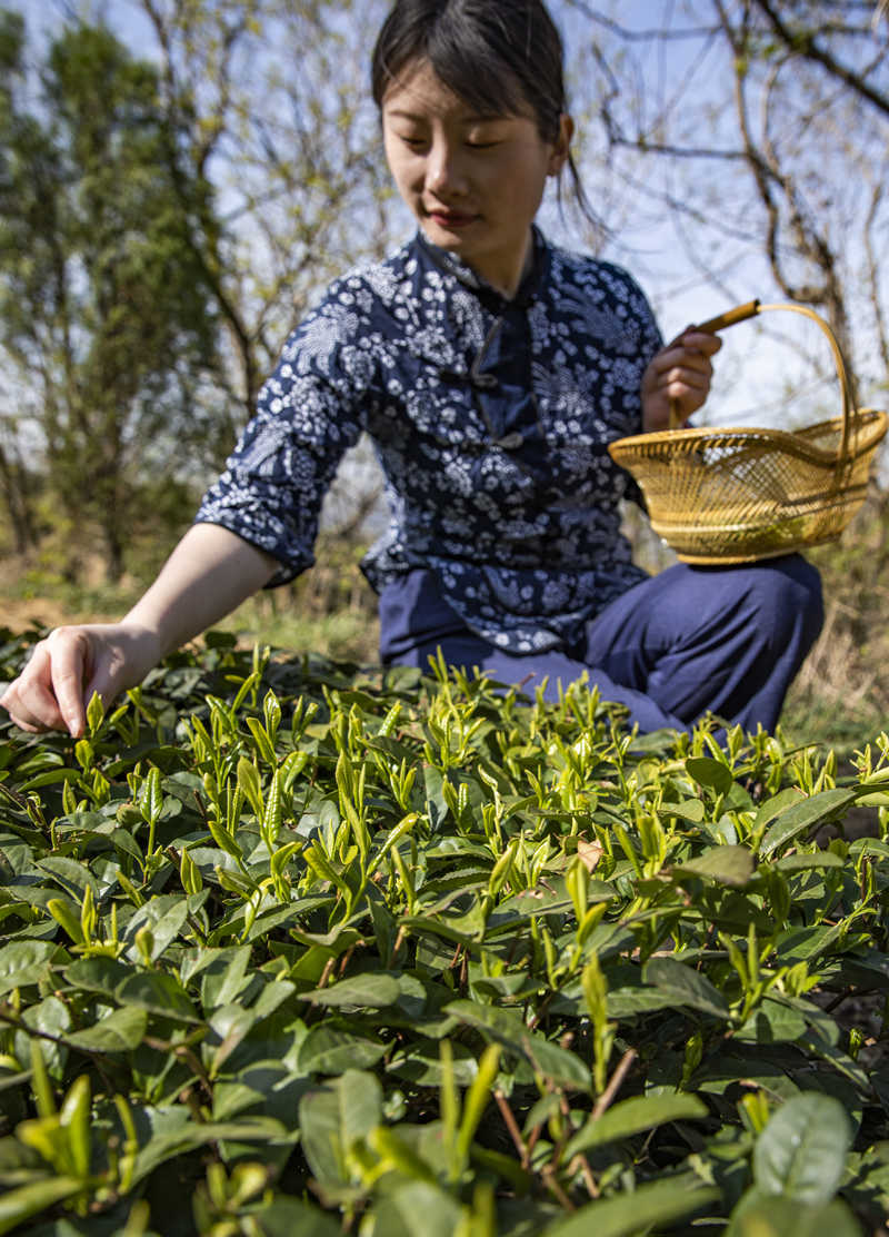 日照綠茶採摘的是當年茶樹頂部最上端的一芽一葉。 高興建攝