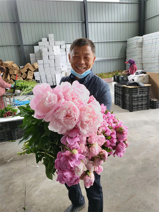 小村庄裡的大經濟，濱州這個村子的芍藥走向國際市場