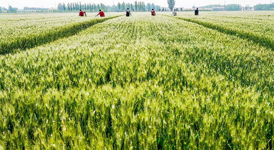 山東省鄒平市蔡家村高標准農田，農民在進行去雜作業。