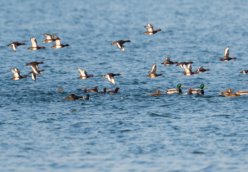 東平湖是山東第二大淡水湖，良好的生態環境吸引來眾多珍稀野生動物。圖為青頭潛鴨在湖上翩飛嬉戲。亓勇攝