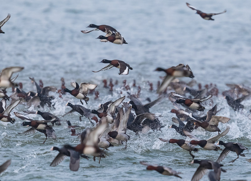 2022年3月，在東平湖記錄到1500多隻青頭潛鴨種群。圖為青頭潛鴨在湖上翩飛嬉戲。亓勇攝