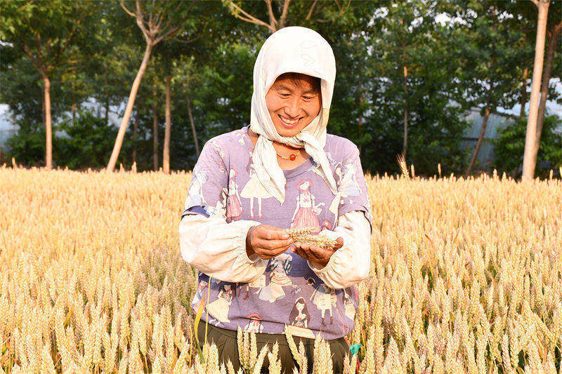 2022年6月8日，山東省惠民縣麻店鎮王店聯村大田，種糧大戶金書喜正在查看即將成熟的小麥。 薛清月攝